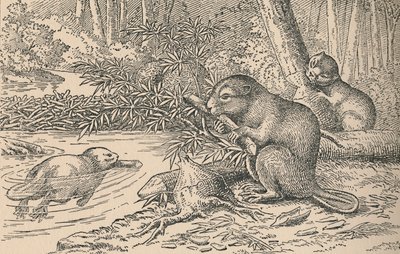Beavers, 1916 af Unbekannt