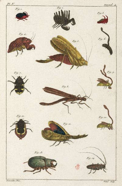 Biller og andre insekter, Sydamerika af Unbekannt