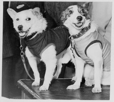 Belka og Strelka, Russiske kosmonauthunde, 1960 af Unbekannt
