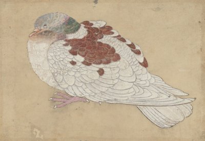 Fugl, 1700-tallet. af Unbekannt
