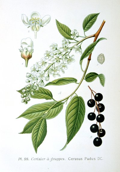 Fuglekirsebær, 1893 af Unbekannt
