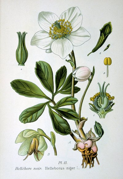 Sort hellebore, 1893 af Unbekannt
