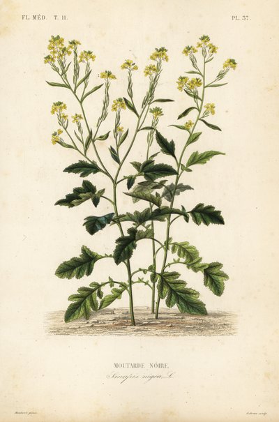 Sort sennep, Brassica nigra, Sinapis nigra, sort sennep af Unbekannt