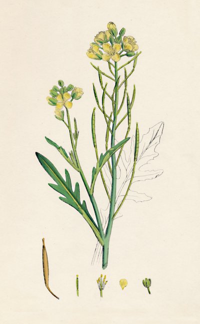 Brassica tenuifolia. Vægraket, 1800-tallet af Unbekannt
