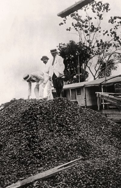 Paranødder høstet fra Amazonas-dalen, omkring 1900-tallet af Unbekannt