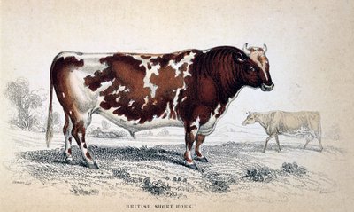 Britisk kort horn, 1839 af Unbekannt