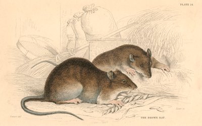 Brun rotte Rattus rattus, 1828 af Unbekannt