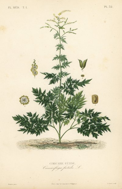 Bugbane eller cohosh, Actaea cimicifuga, Cimicifuga foetida, Cimicaire fetide af Unbekannt