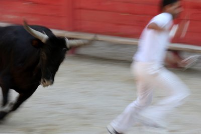 Tyrefægtning (Course camarguaise). Et blodløst skue (for tyrene), hvor målet er at snuppe en roset fra hovedet på en tyr, Vallabregues, Frankrig af Unbekannt