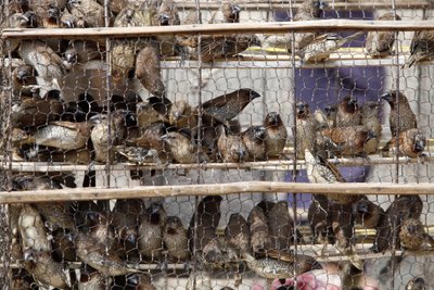 Fugle i bur Udong Cambodge af Unbekannt