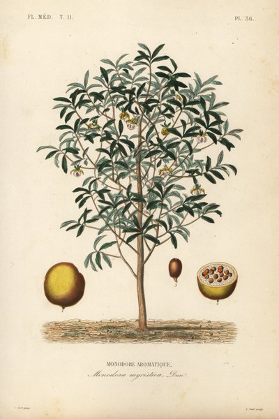 Calabash muskatnød, Monodora myristica, Monodore aromatique af Unbekannt