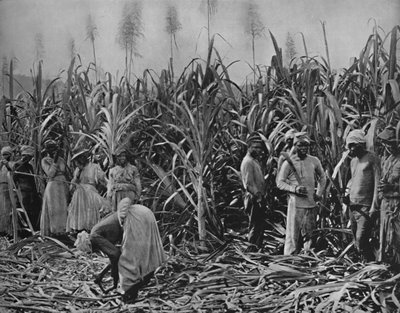 Cane-Cutters i Jamaica, 1891 af Unbekannt
