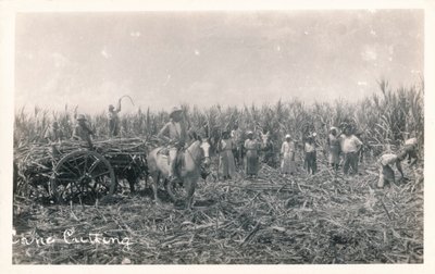 Cane Cutting, c1930 af Unbekannt
