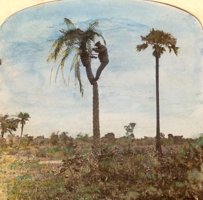 Kaptajn Osman skyder fra et træ ved hjælp af stropper, Indien, 1900-tallet af Unbekannt