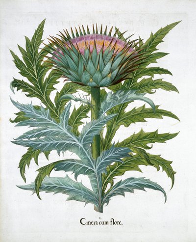 Cardoon, 1613 af Unbekannt