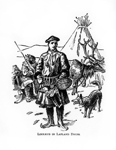 Carolus Linnaeus, svensk botaniker, læge og zoolog fra det 18. århundrede, det 20. århundrede af Unbekannt