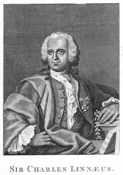 Carolus Linnaeus, svensk naturforsker fra det 18. århundrede af Unbekannt