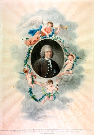 Carolus Linnaeus, svensk naturforsker og læge, 1807 af Unbekannt