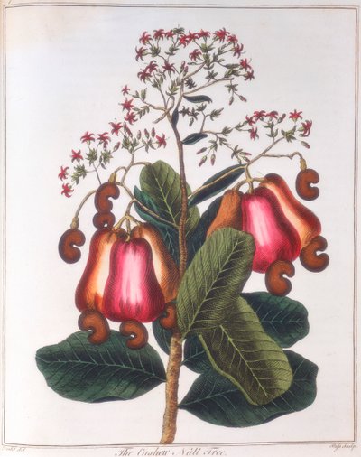 Cashewnød - Anacardium occidentale, c1798 af Unbekannt