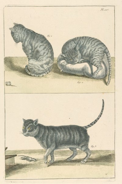 Katte af Unbekannt