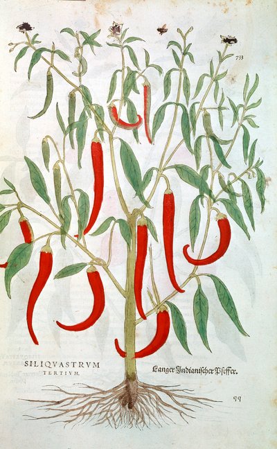 Cayennepeberplante Capsicum, 1500-tallet af Unbekannt
