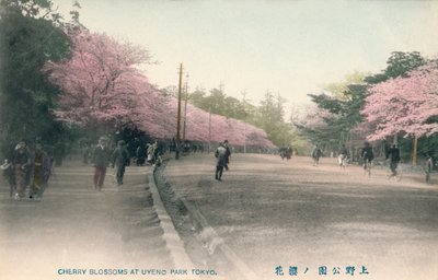 Kirsebærblomster i Uyeno Park Tokyo, c1910 af Unbekannt