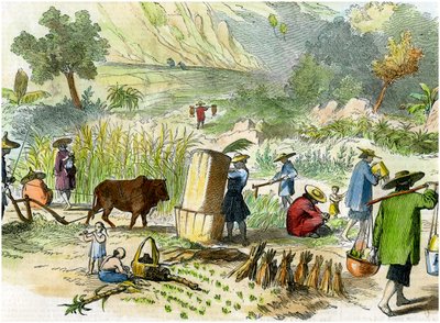 Kinesisk høst, Hong Kong, c1875 af Unbekannt