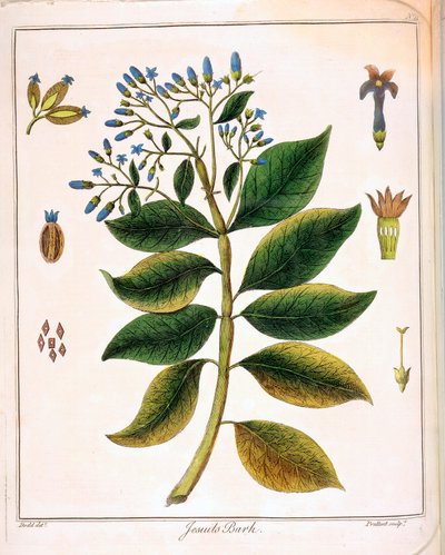 Cinchona jesuitter eller peruansk bark 1795 af Unbekannt