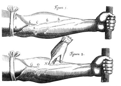 Blodets cirkulation, 1628 af Unbekannt