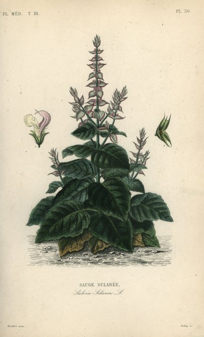 Clary salvie, Salvia sclarea, Sauge sclaree af Unbekannt