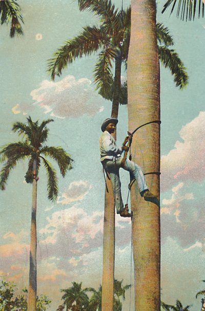 Climbing the Royal Palm - Climbing the Royal Palm, 1910. af Unbekannt