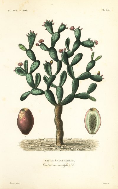 Cochenillekaktus, Nopalea cochenillifera, Opuntia cochenillifera, Cactus cochenillifer, Cactus coccinellifer, Cactus a cochenilles af Unbekannt