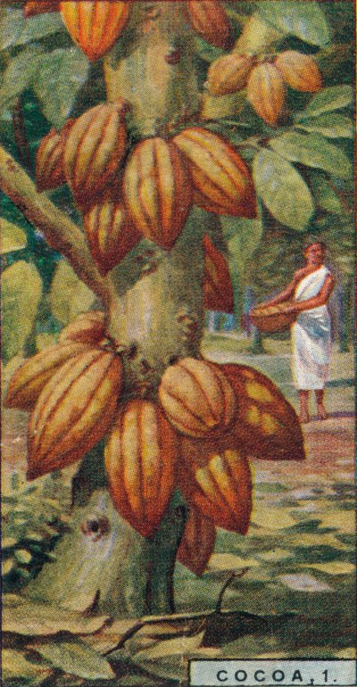 Kakao, 1. - Cacao Tree, Trinidad, 1928 af Unbekannt