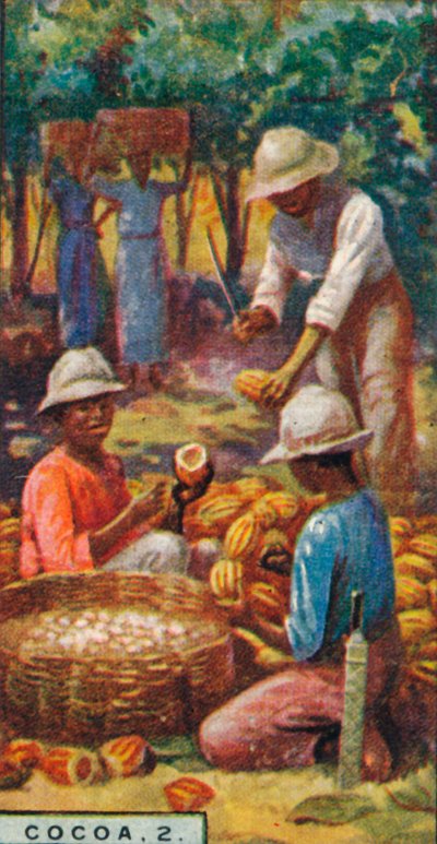 Kakao, 2. - Åbning af bælgerne, Trinidad, 1928 af Unbekannt