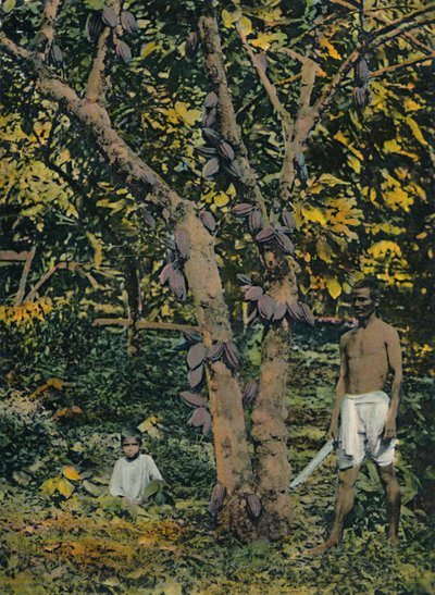 Kakao i fuld leje, Trinidad og Tobago, c1914. af Unbekannt