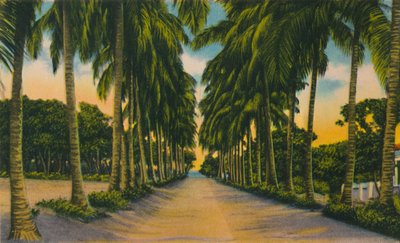 Coconut Avenue, Barranquilla, c1940
