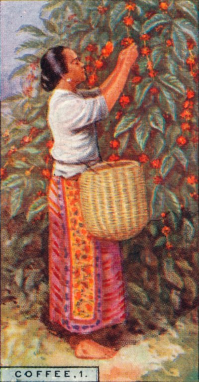 Kaffe, 1. - Samling af bær, Ostindien, 1928 af Unbekannt