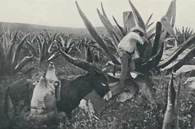 Indsamling af honning-vand fra en Maguey, 1916 af Unbekannt