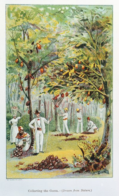 Indsamling af kakao, Venezuela, 1892 af Unbekannt