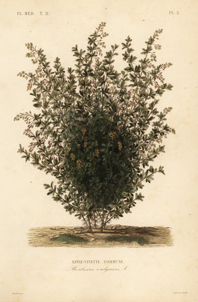 Almindelig berberis, Berberis vulgaris, Almindelig berberis af Unbekannt