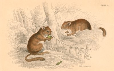 Almindelig hvælving Muscardinus arvellanarius, gnaver i dvale, 1828 af Unbekannt