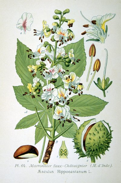 Almindelig hestekastanje, 1893 af Unbekannt
