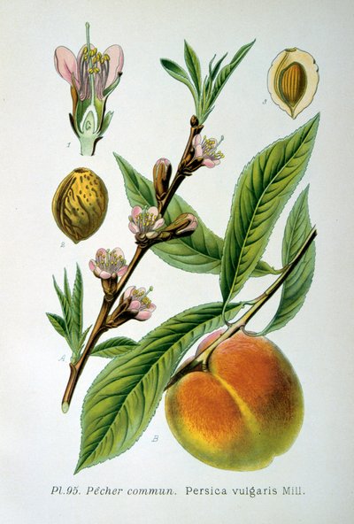 Almindelig fersken, 1893 af Unbekannt