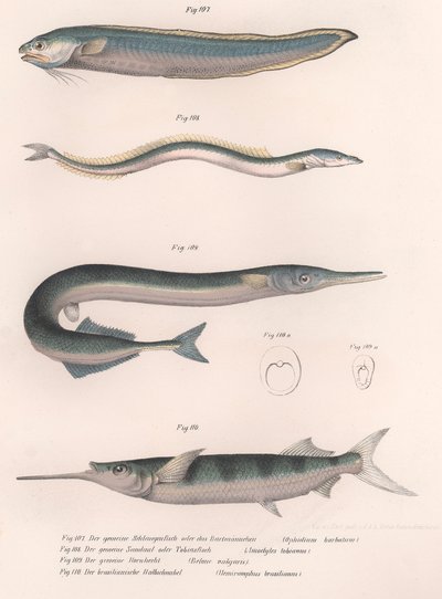 Almindelig slangefisk. Almindelig tobis. Almindelig Hornhecht. Brasiliansk halvnæb, ca. 1850