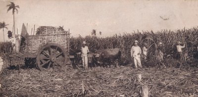 Corte de Canna. - Indsamling af sukkerrør. Cuba, omkring 1900 af Unbekannt