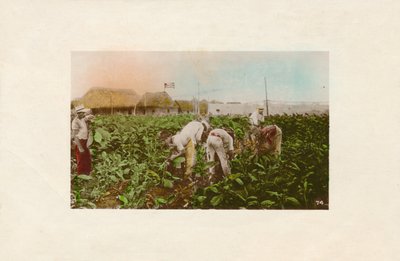 Tobakshøst. - Tobaksplantage., c1910 af Unbekannt