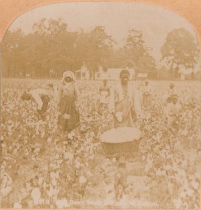 Bomuld-plukning., c1900 af Unbekannt