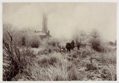 "Køer i en frostmark", vers 1890 af Unbekannt