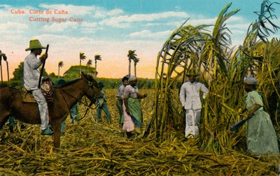 Cuba: Cut of Cana Cutting Sugar Cane, c1910 af Unbekannt