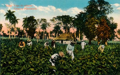 Cuba: Vega af tobak. Tobaksplantage, c1900 af Unbekannt